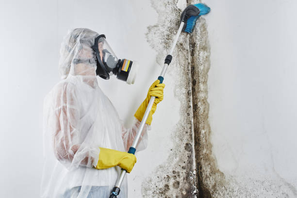 Best Toxic Mold Removal  in Adair Village, OR