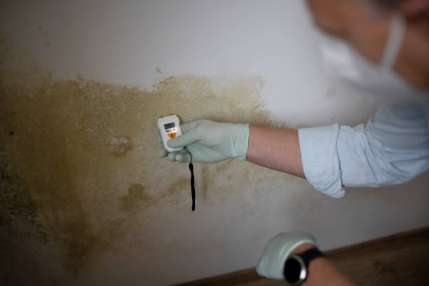 Best Office Mold Removal Services  in Adair Village, OR