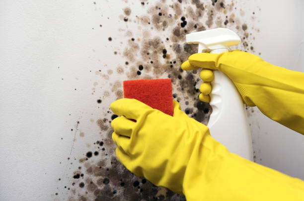 Attic Mold Removal in Adair Village, OR