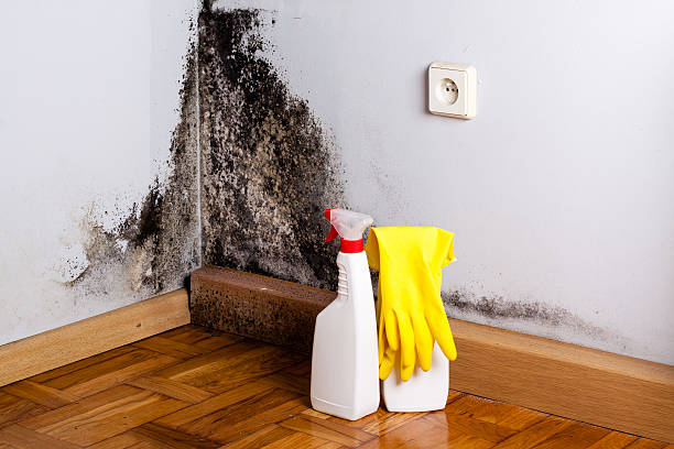 Best Best Mold Removal Companies  in Adair Village, OR