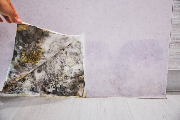 Best Mold Remediation  in Adair Village, OR